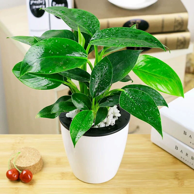 Золотой алмаз в горшке, платиновая алмазная корзина, гидропонная большая листовая зеленая растительность, суккулент, офисный цветок, бонсай, который легко выращивать, для ленивых