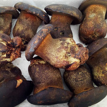 2025年新鲜黑牛肝菌酒店食材全年供应产地货源一件代发野生香蕈