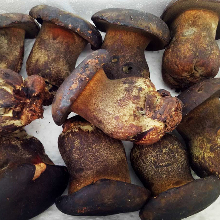 2025年新鲜黑牛肝菌酒店食材全年供应产地货源一件代发野生香蕈