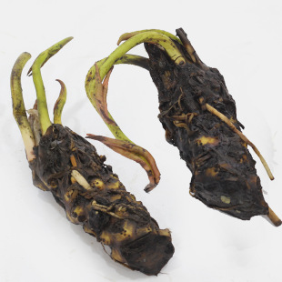 ˮ��ֲ�� ˯ɏ�ɻ� �����՚��҃������Ի��� ��ɏ �Nź �ļ��Nֲ