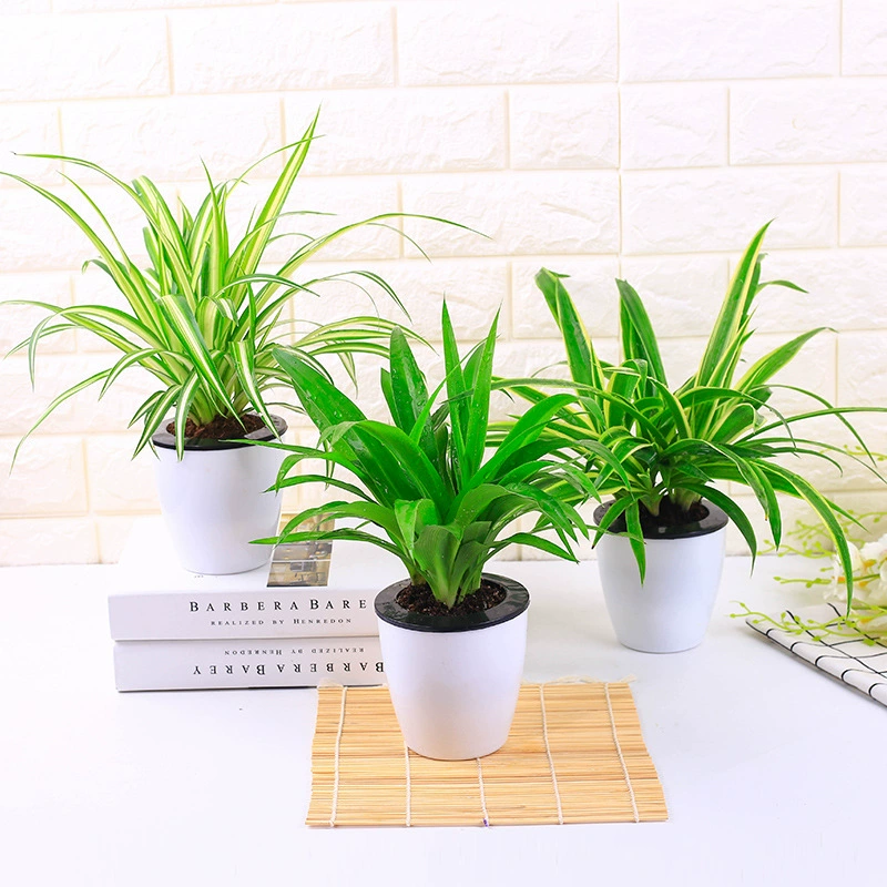 Зеленые растения для балкона, цветы, золотистые растения-пауки с золотыми листьями, свежий кактус в горшке для офисного стола.