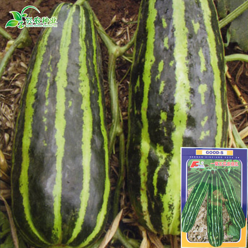 甜脆烧瓜种子花皮香甜瓜 东北绿色麻皮溏心水果甜瓜种子