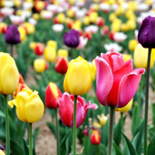 N  ҃ԾGɫֲˮ໨Nӿˮ