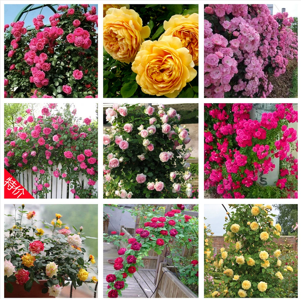 Виноградная лоза Цветок рассады Большой цветок Ароматный сад Вьющийся лоза Растение Цветок в горшке Балкон Европейская Роза