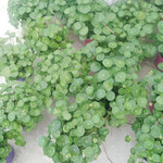 铜钱草绿植 盆栽 土培水培易活植物 室内园艺花卉 铜钱草盆栽