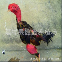 Խ�ϼ��N���u�� ���^�^�p���u��ِ�Ŀ ̩�����u���w�Bֳ���r��