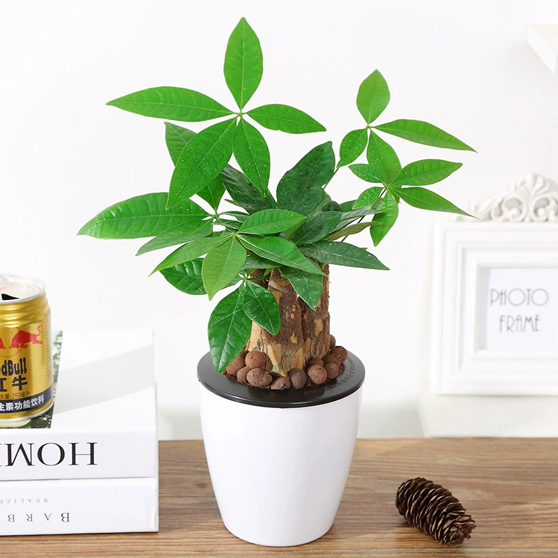 Настольные вечнозеленые растения для офиса, цветы, зеленые растения, денежное дерево, маленький одиночный бонсай, декоративное дерево в горшке