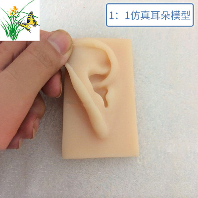1:1 ratio Simulation ears human body Ears Model Eardrum type silica gel acupuncture Ears Right ear)