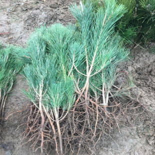 ������΢���辰С�������͘䘶���ɴ��辰����������������ɘ���