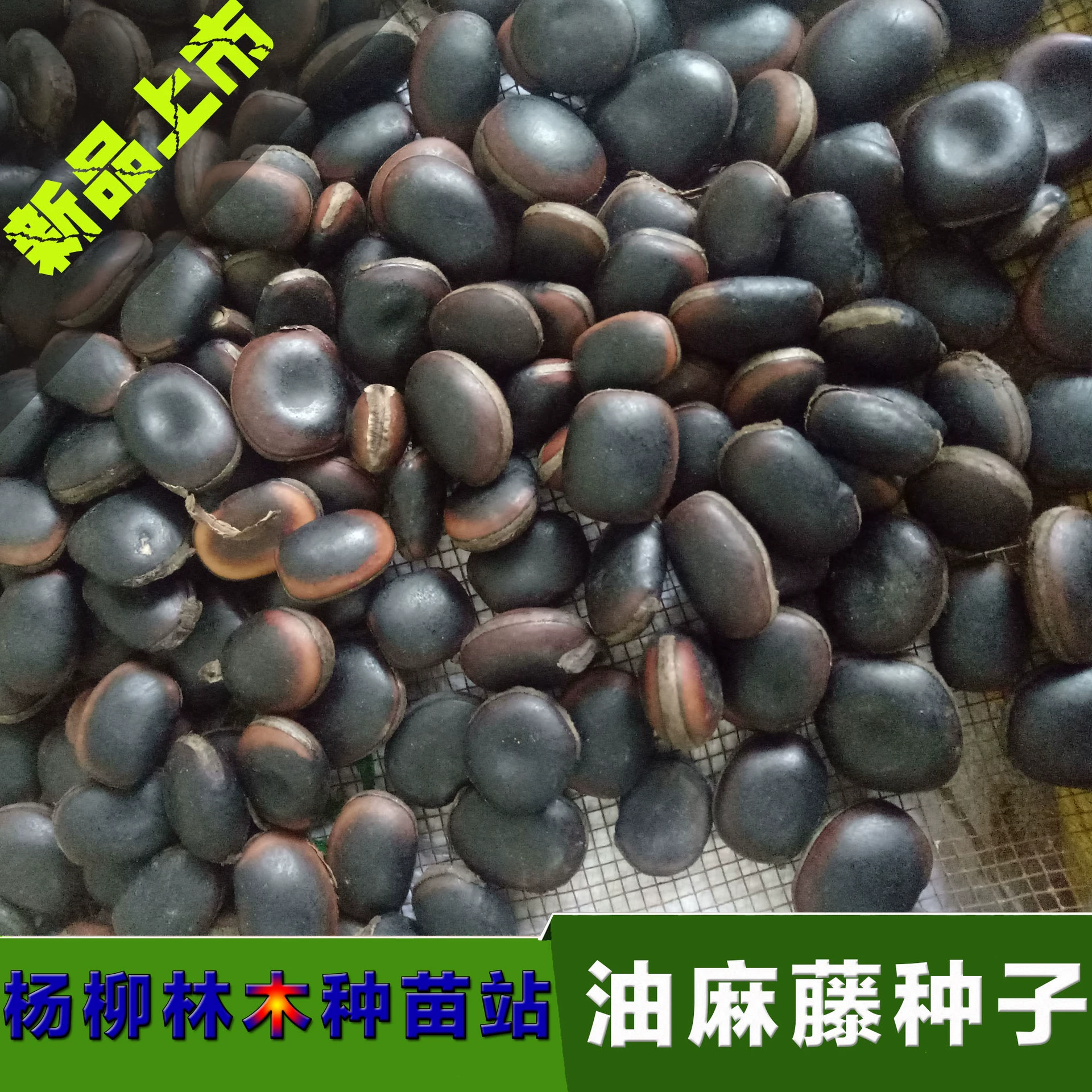 Поставка семян конопли масличной, семян вечнозеленой масличной конопли, виноградных растений, семян для защиты склонов, вьющихся растений.