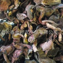 松蘑   松伞蘑菇     食用菌  松蘑     黄粘团子  一件代发