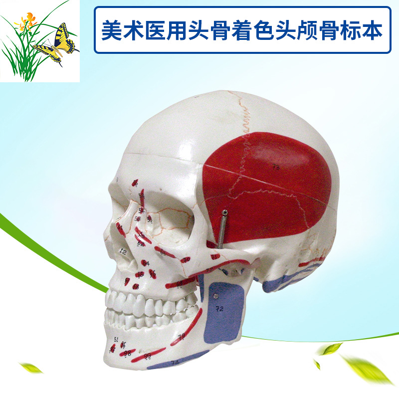 ����ҽѧ���ñ�׼ ����ͷ ͷ����ɫͷ­�Ǳ걾ģ�� ������ֹ��