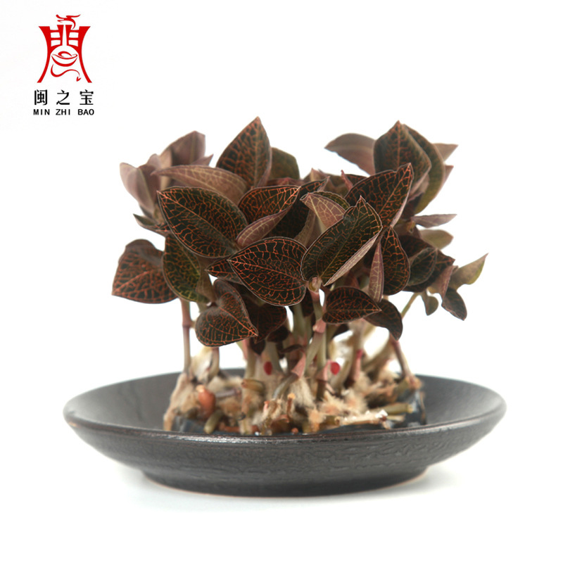 闽之宝优质南靖红霞金线莲苗金线莲种苗 瓶苗批发价 送技术