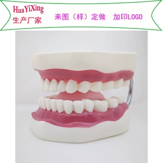 搪胶医疗牙齿模型订制保健模型教学用品塑胶仿真牙齿 6倍放大牙齿