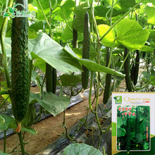 ƤGlSϷN rˈ@s۴GS߲l