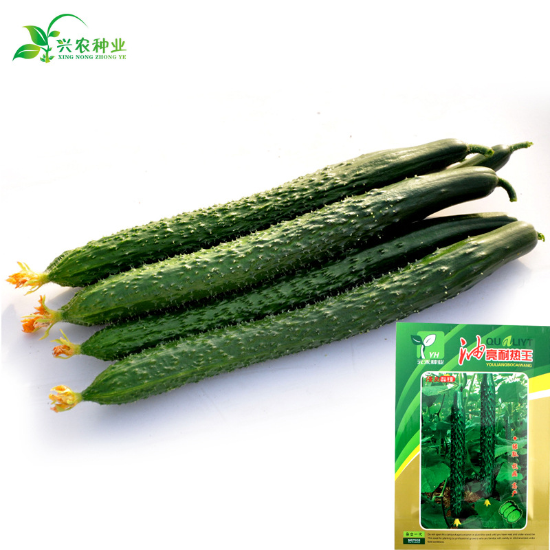 油亮王黄瓜种子 农田菜园密刺短把油亮型黄瓜蔬菜种子