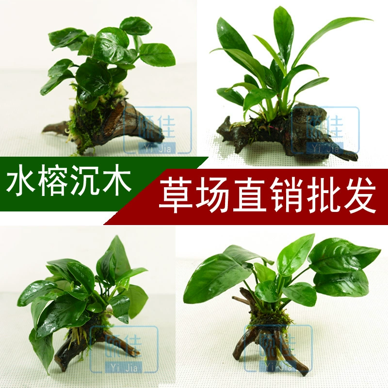 Вода Banyan затонувший лес деньги маленький вода Banyan маленький Banyan Датский Banyan связанный Дерево вода Banyan водная трава живая Рыба Аквариум озеленение просмотр