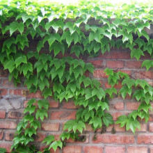 ���~���\����ɽ��������������ɽ���|���r�� ͥԺ