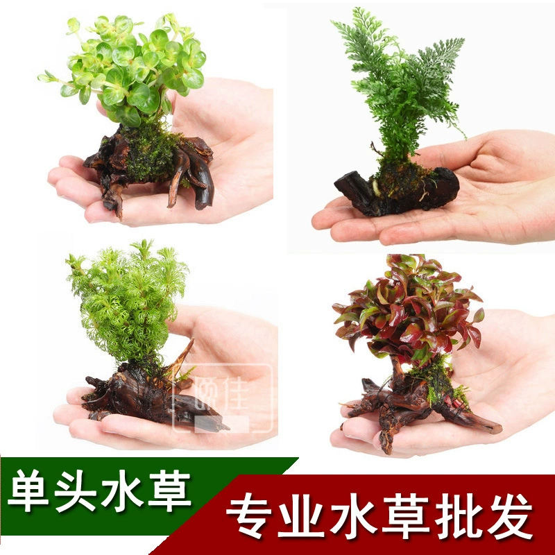 Вода Loran антарктическая ель Тигровое ухо маленькая пагода красная волна красный сосновый хвост зеленый деньги затонувшие одиночные водные растения живые водные растения