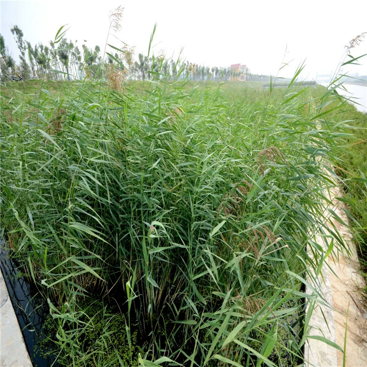 Рид Шаньдун Цинчжоу Поставка Рид Парк озера озеленение проекта с большим количеством и высоким качеством