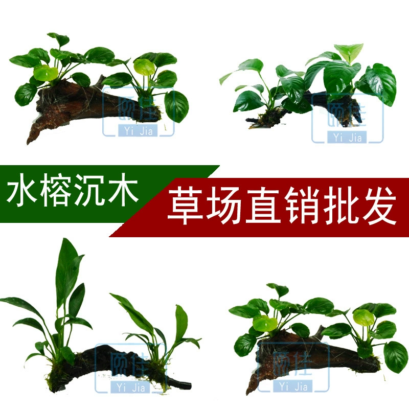 Деньги Banyan маленький Banyan Danish Banyan связанный Древесина вода Banyan водная трава живая аквариум озеленение просмотр реальная водная трава