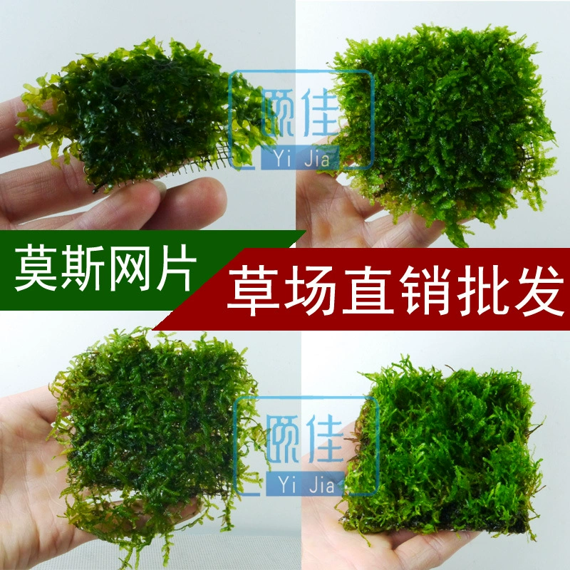 Мох настоящие водные растения оптом аквариум озеленение водные растения живое пламя слезы Кристалл маленький треугольник большой треугольник хвост Феникса мох