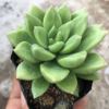 Succulent plant wholesale multi -meat combination potted large meat plants group group with potted potted base straight hair