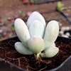 Succulent plant wholesale multi -meat combination potted large meat plants group group with potted potted base straight hair