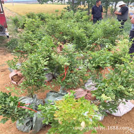 基地供应两年生矮从蓝莓苗 矮从蓝莓苗多少钱一棵