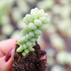 Succulent plant wholesale multi -meat combination potted large meat plants group group with potted potted base straight hair