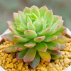 Succulent plant wholesale multi -meat combination potted large meat plants group group with potted potted base straight hair