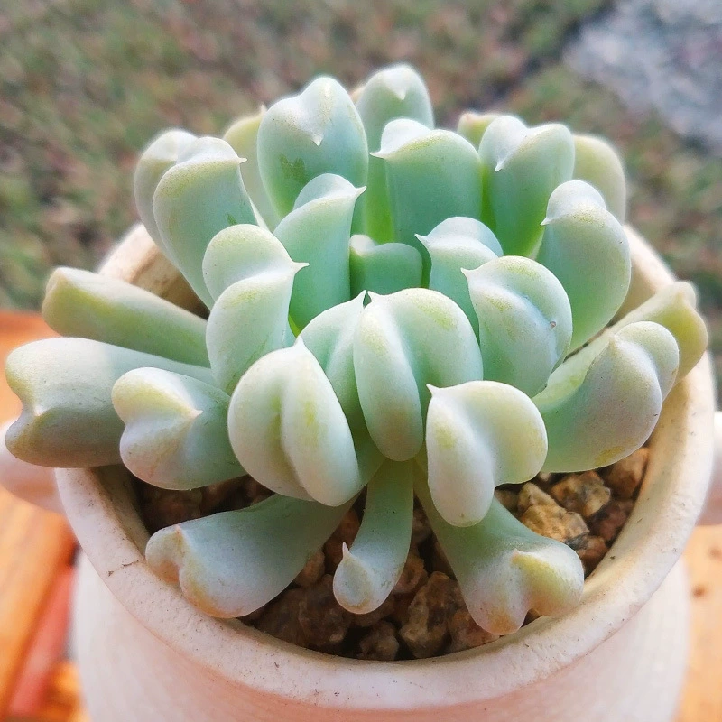 Специальное суккулентное растение из нефрита и лотоса, изысканное и милое суккулентное растение из нефрита и бабочки со специальными листьями, прямые волосы в теплице