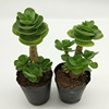 Succulent plant wholesale multi -meat combination potted large meat plants group group with potted potted base straight hair