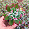 Succulent plant wholesale multi -meat combination potted large meat plants group group with potted potted base straight hair