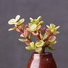 Succulent plant wholesale multi -meat combination potted large meat plants group group with potted potted base straight hair