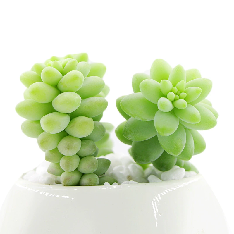 Суккуленты, новые нефритовые украшения, суккуленты, новые нефритовые подвески, суккуленты, офисные зеленые растения, цветочные горшки, основа, прямые волосы