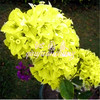 Triangle seed leaf flower seeds Potted flowers and vine bonsai bonsai heavy petal flower seeds 50 grains