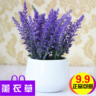 ޹�²ݷN�� ���F�㻨��ֲ�� �ļ��҃������ԷN��