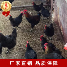 湖南雁城孵化厂价直供高产黑羽绿壳蛋鸡苗运输包活成活率高