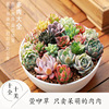 Succulent plant wholesale multi -meat combination potted large meat plants group group with potted potted base straight hair