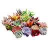 Succulent plant wholesale multi -meat combination potted large meat plants group group with potted potted base straight hair