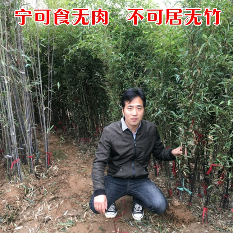 Вилла во дворе оптом декоративные зеленые растения ранний сад фиолетовый саженцы бамбука Зеленые саженцы бамбука золотые инкрустированные нефритом саженцы бамбука