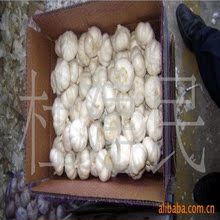 大蒜出口公司，大蒜产地工厂长期供应红蒜，白大蒜 大蒜批发