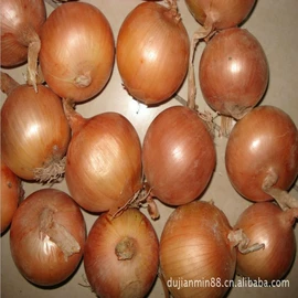 蒜;洋葱;其他农业