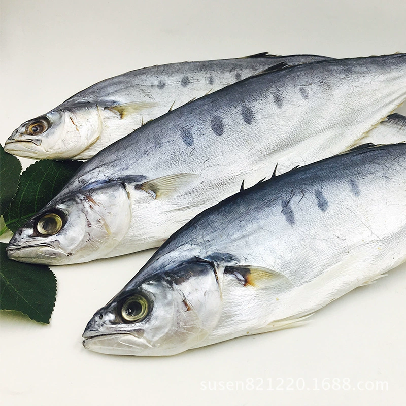 Бэйхай Размер морепродуктов Соленая рыба Сушеные водные продукты Сушеные товары в стойле для выставки Мужская скумбрия Сушеная камедь Рыба и Ваху оптом