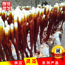 灵芝草  鹿角灵芝产地货源  自产泡酒专用料量大价优源头厂家