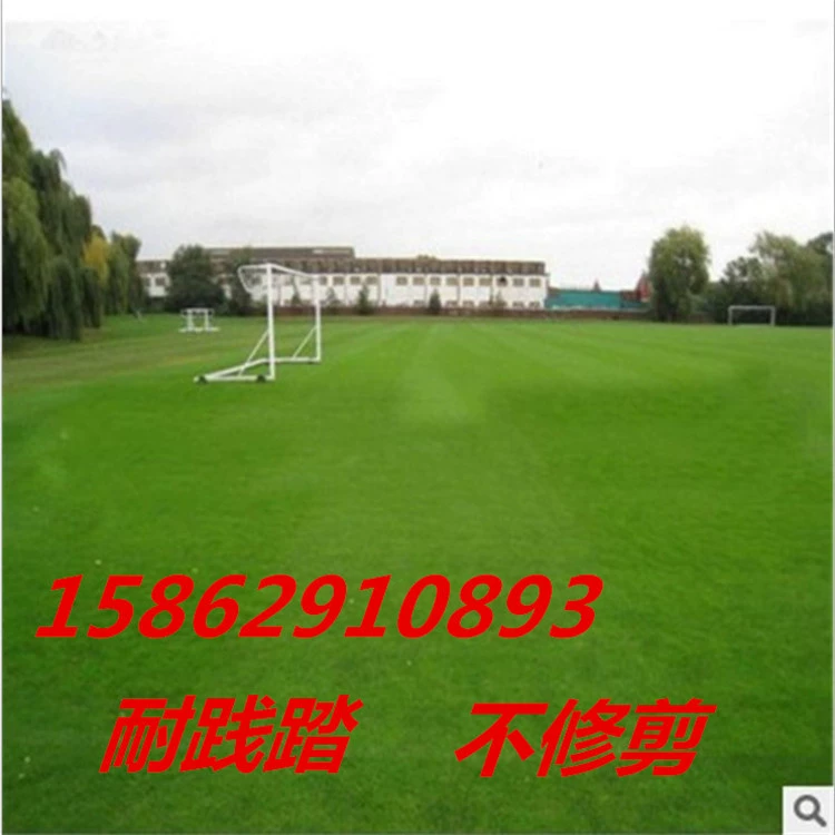 Американские Four Seasons Семена Зеленого Газона Двор Вилла Бермудаграс Райграсс Защита Наклона Трава Не Коса