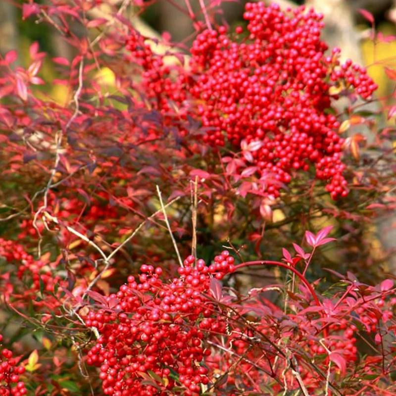 Семена нантуса семена Hongtianzhu Прекрасные листья семена Hongtianzhu Красочные Семена изгороди Легко расти в четыре сезона