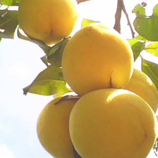 ���l�����S�Ҙ��� �׹��������S�Ҙ��� �S��ֱ�N �F�ڬF�u