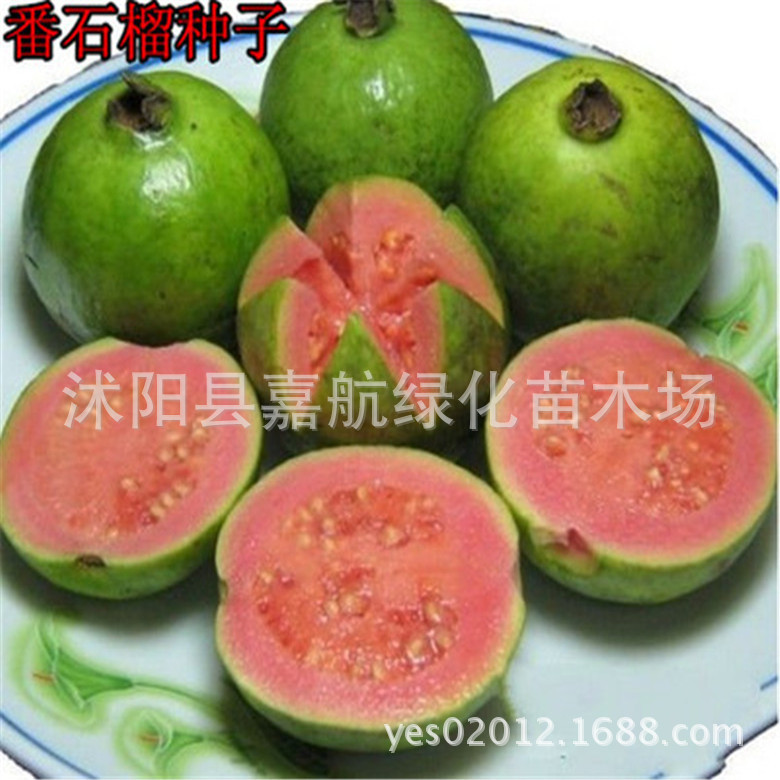 番石榴种子 芭乐种子 石榴种子 花念 芭乐 鸡屎果 拔子 喇叭石榴